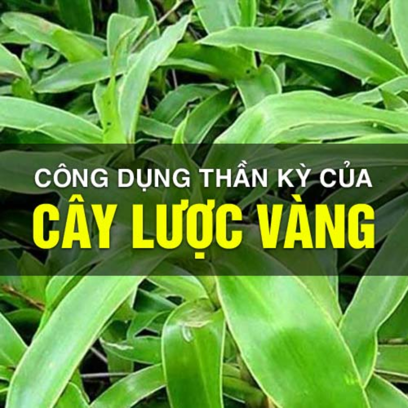 cach so che cay luoc vang 2